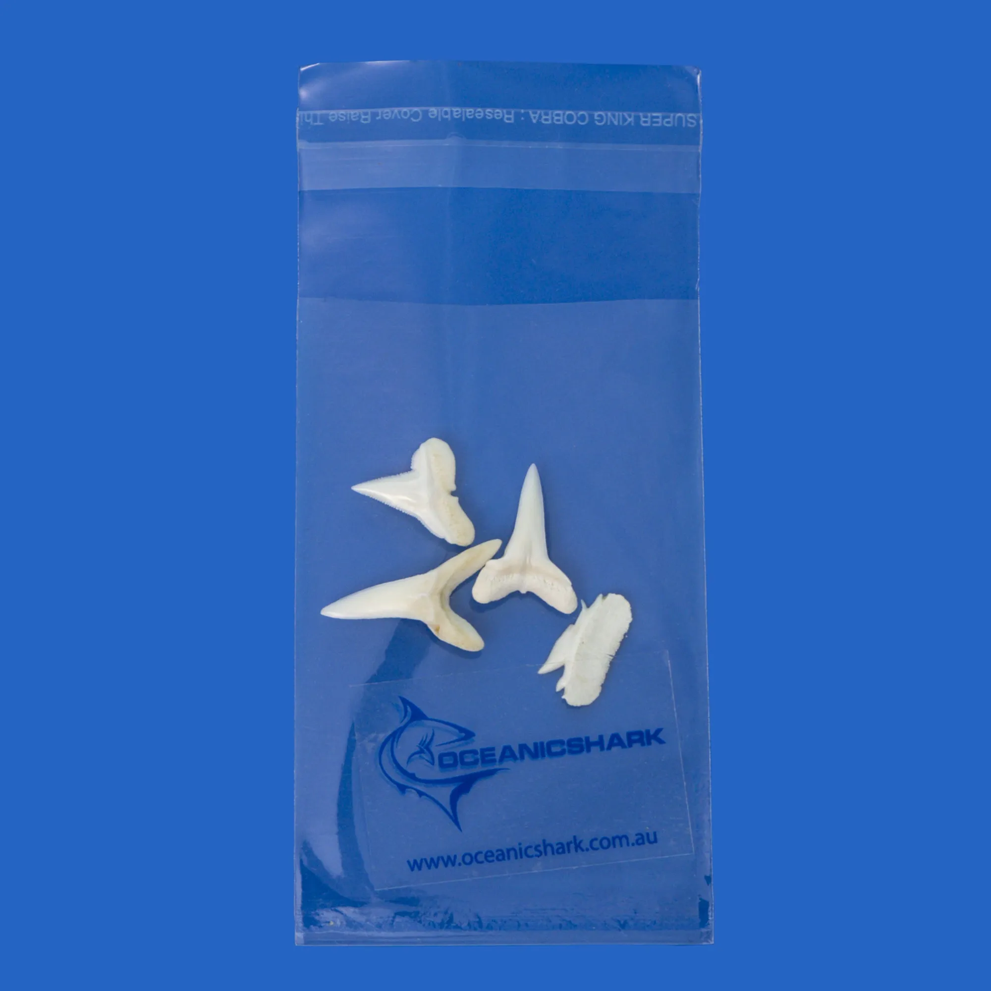 Real Shark Teeth LT4