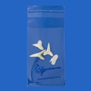 Real Shark Teeth LT4