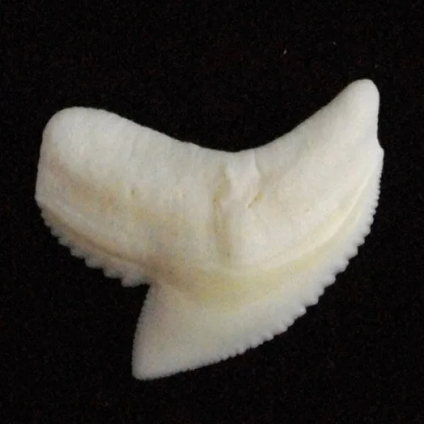 Tiger Shark Tooth Loose large Lttiger 27-29