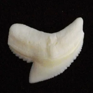 Tiger Shark Tooth Loose large Lttiger 27-29